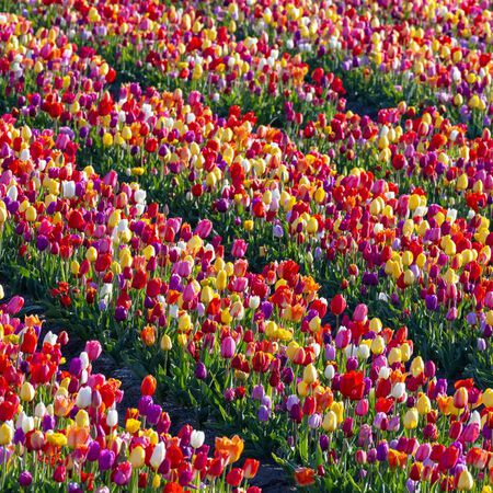 60 Days of Tulips, Tulip - 10 Bulbs image number null